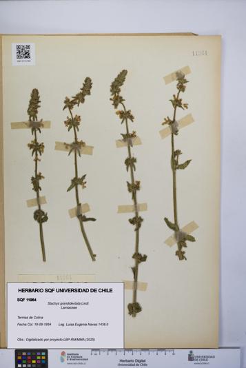 Stachys grandidentata [Espécimen: UCH:SQF:0011964]