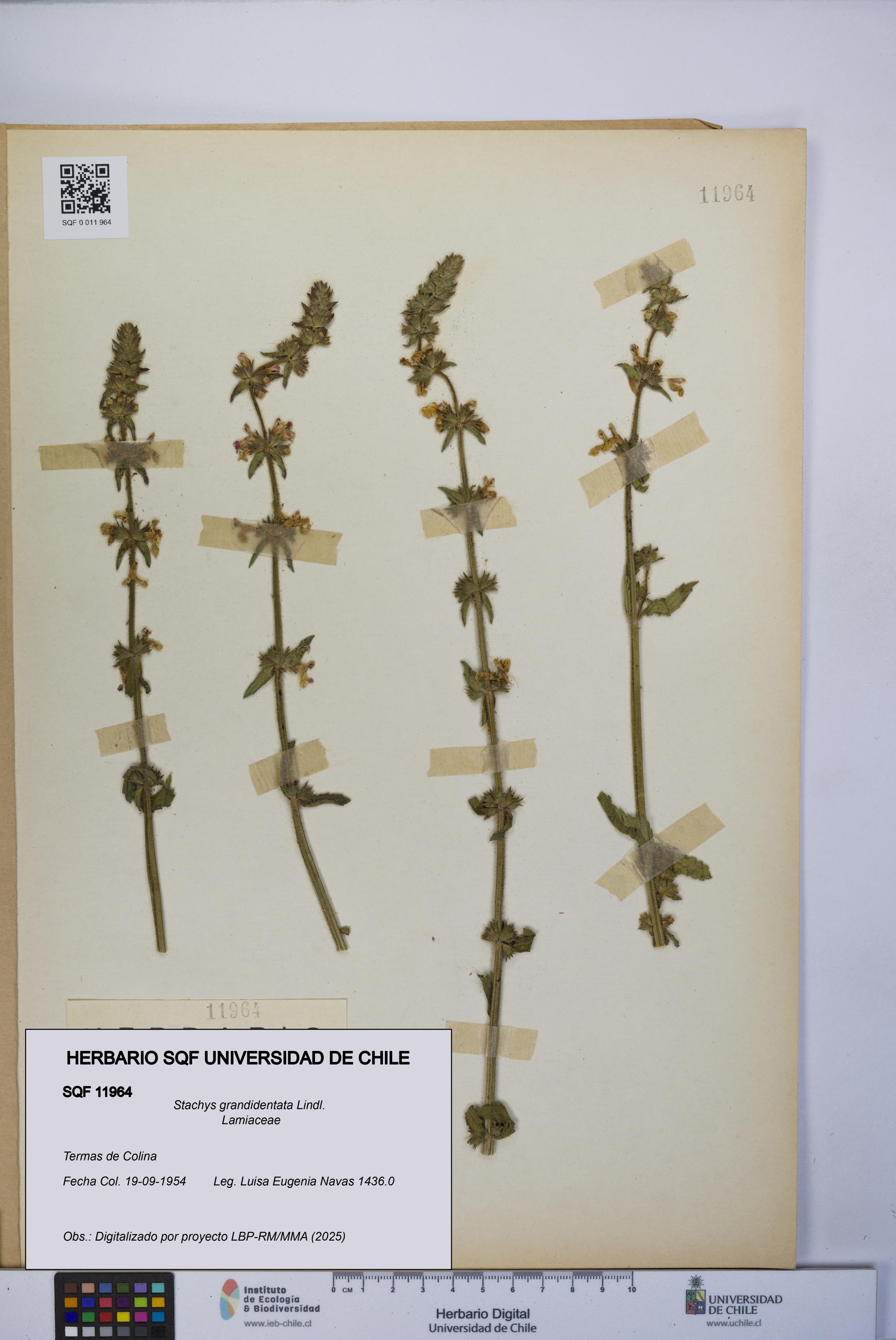 Stachys grandidentata [Espécimen: UCH:SQF:0011964]