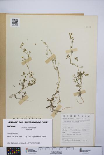 Bowlesia uncinata [Espécimen: UCH:SQF:0011968]