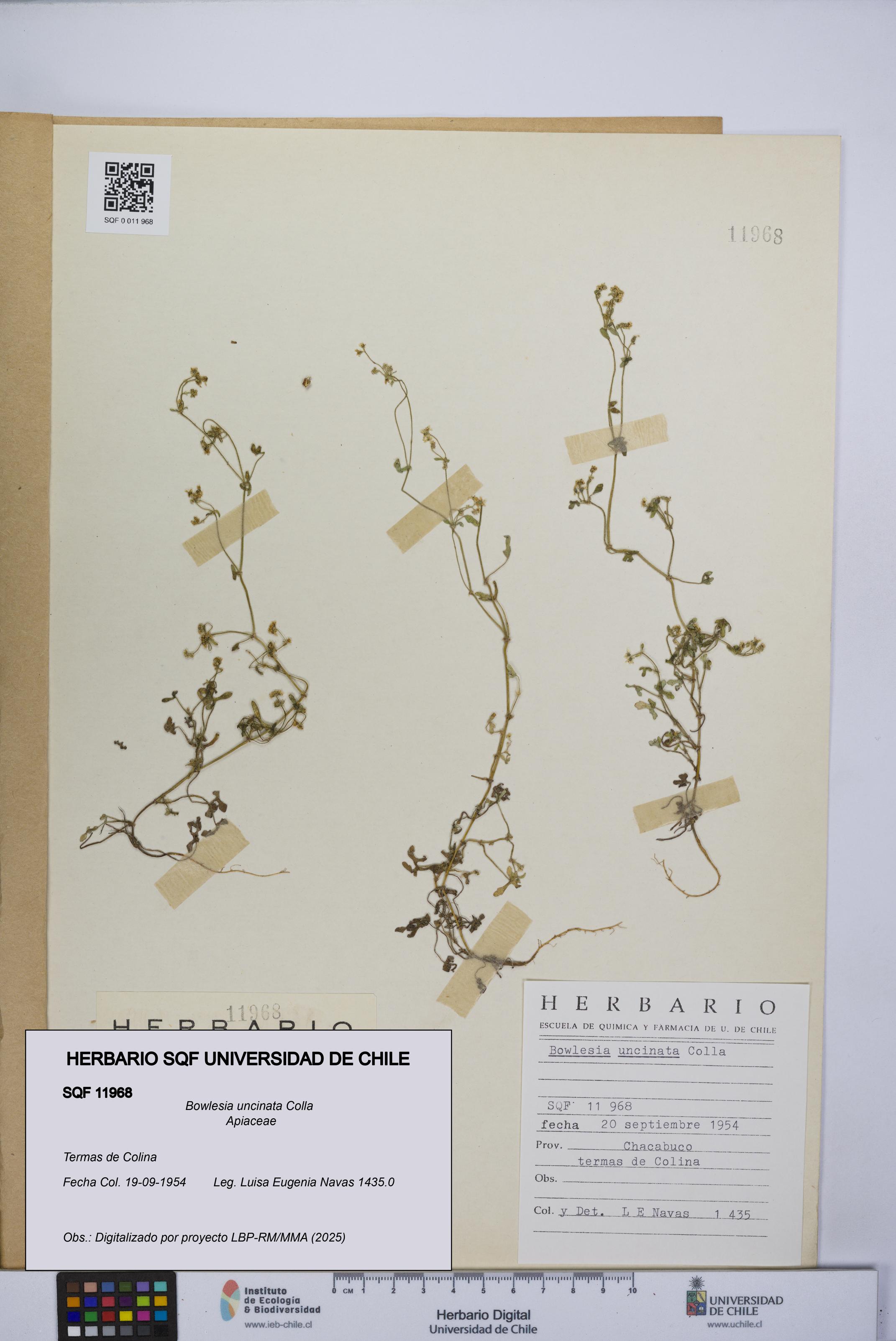 Bowlesia uncinata [Espécimen: UCH:SQF:0011968]