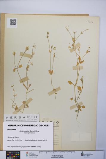 Stellaria pallida [Espécimen: UCH:SQF:0011969]