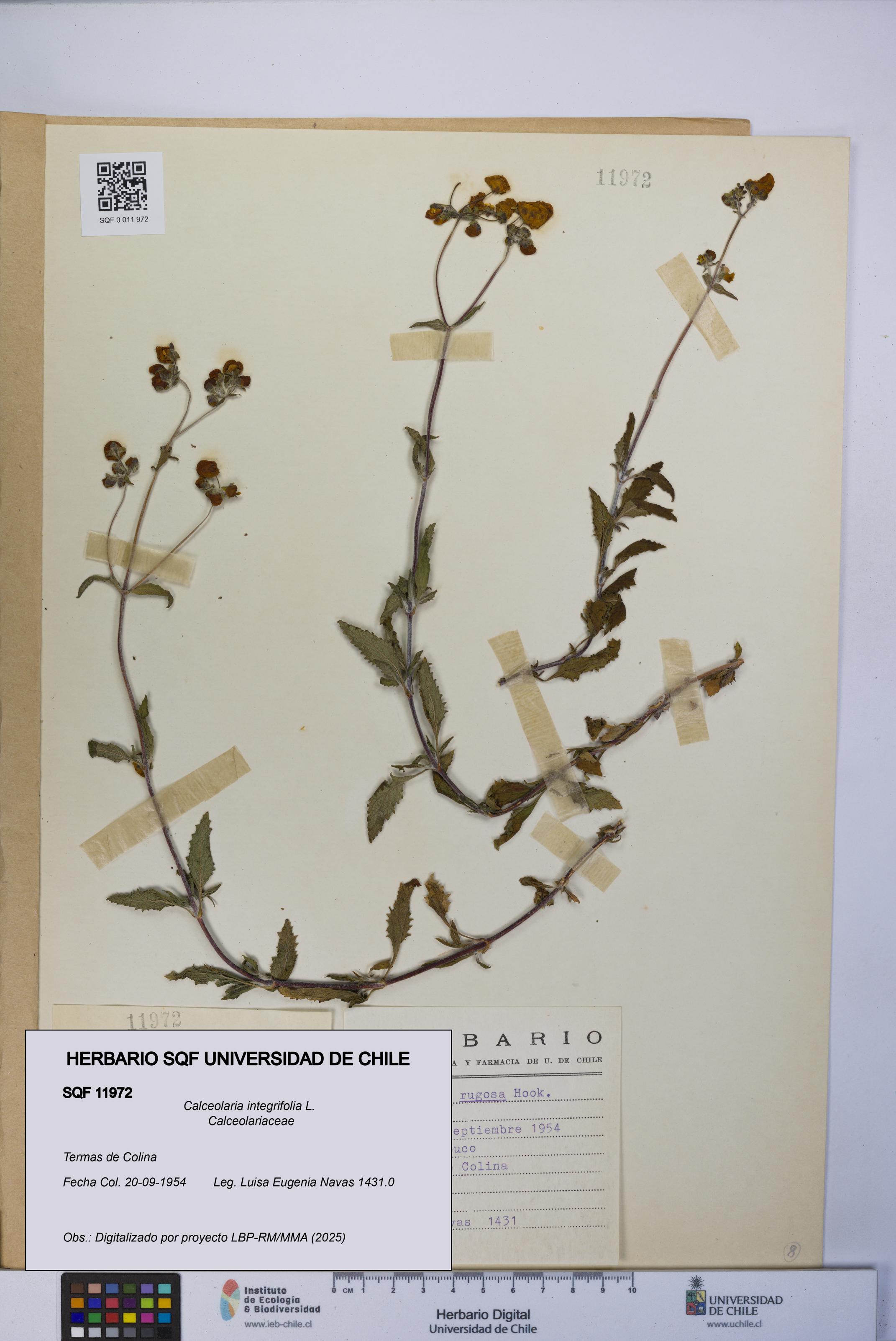 Calceolaria integrifolia [Espécimen: UCH:SQF:0011972]