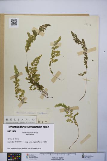 Adiantum excisum [Espécimen: UCH:SQF:0011974]