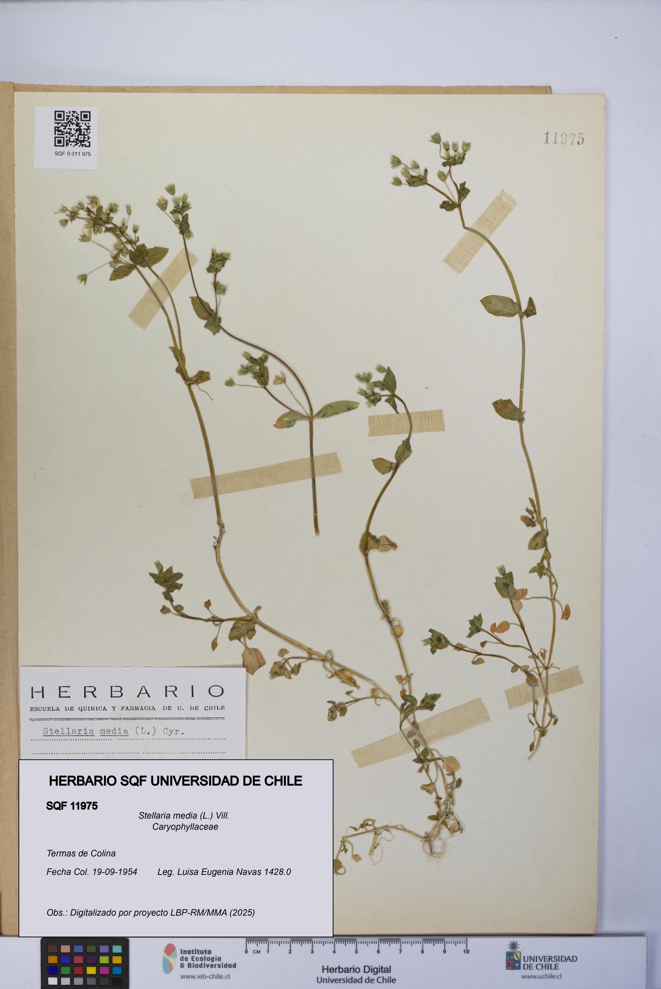 Stellaria media [Espécimen: UCH:SQF:0011975]