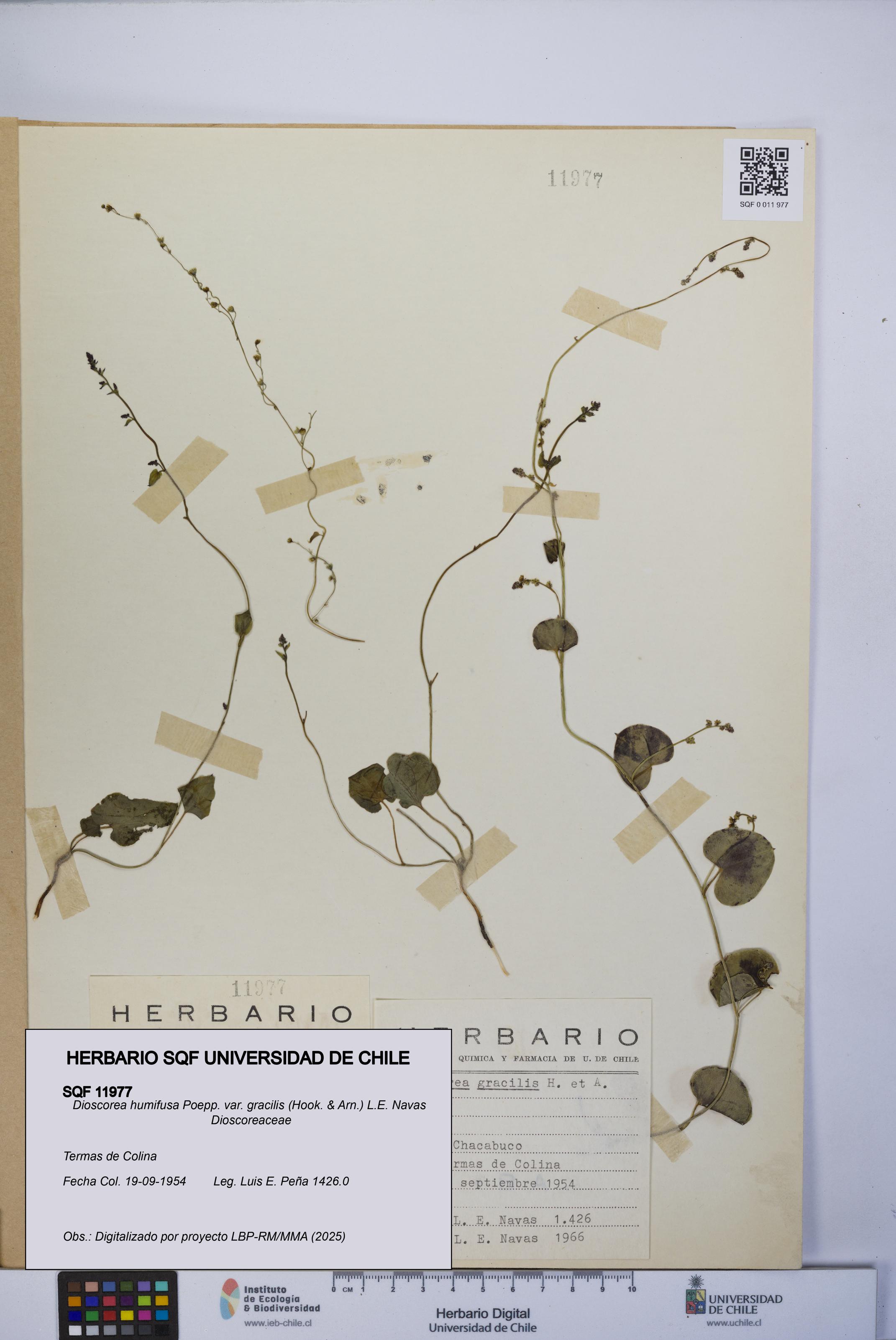 Dioscorea humifusa var. gracilis [Espécimen: UCH:SQF:0011977]