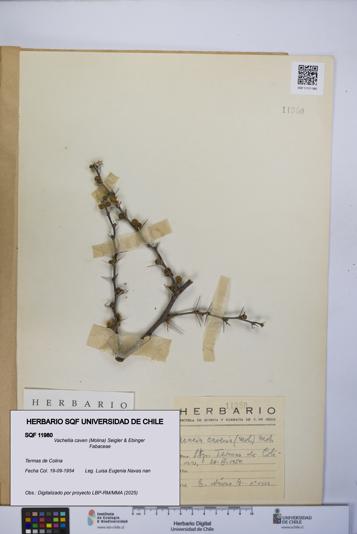 Vachellia caven [Espécimen: UCH:SQF:0011980]