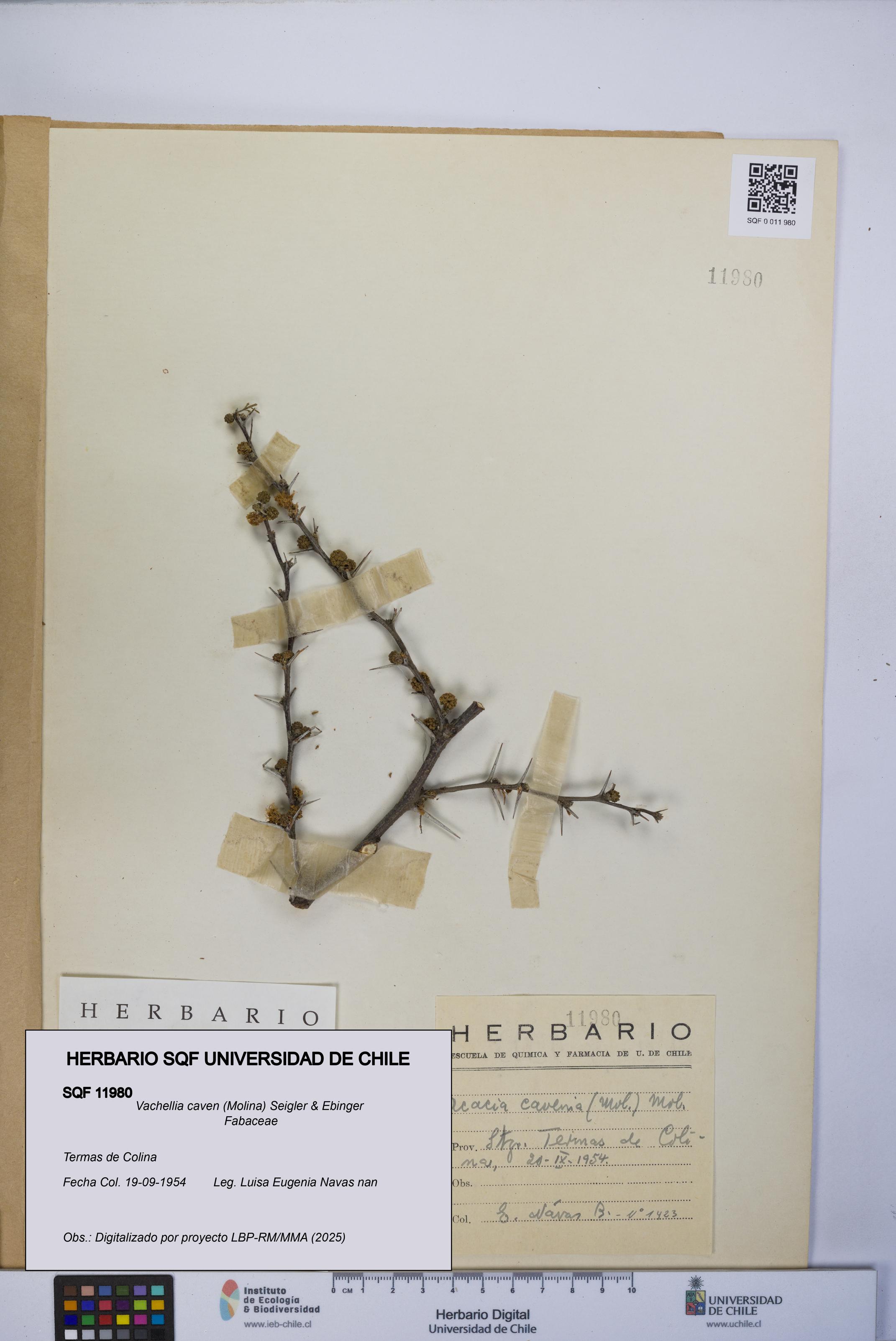 Vachellia caven [Espécimen: UCH:SQF:0011980]