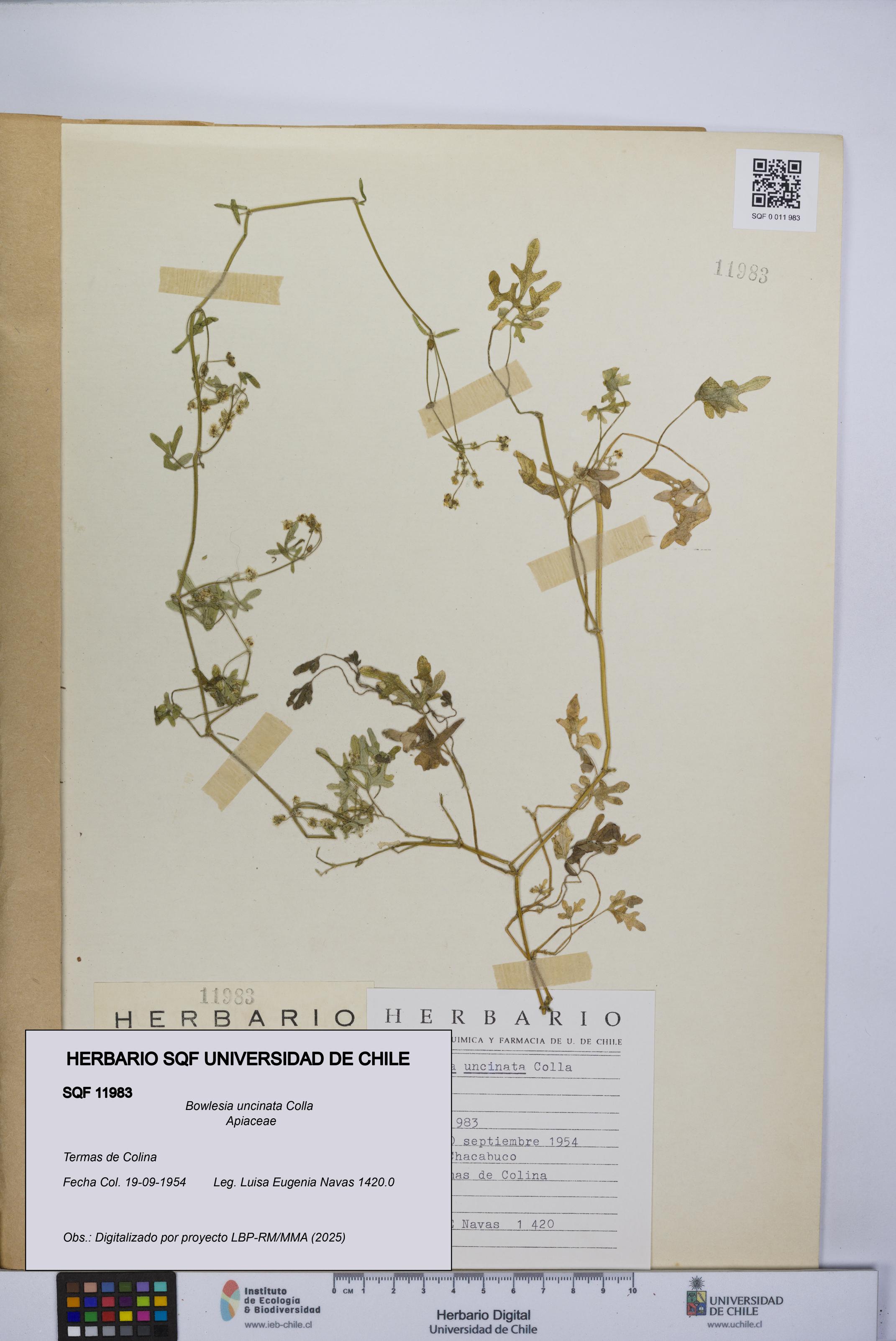 Bowlesia uncinata [Espécimen: UCH:SQF:0011983]