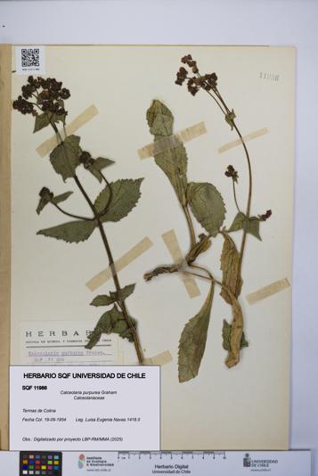 Calceolaria purpurea [Espécimen: UCH:SQF:0011986]