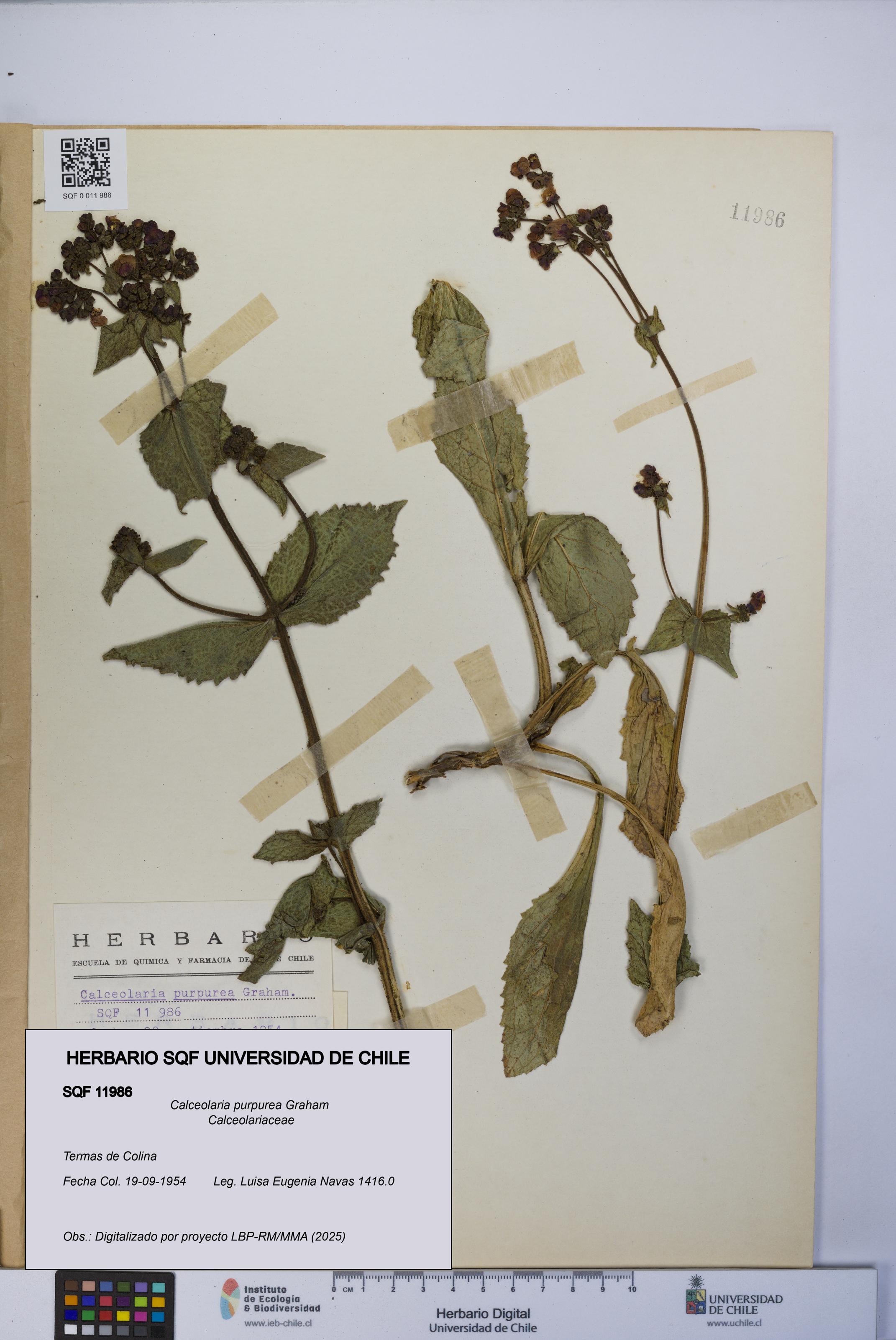 Calceolaria purpurea [Espécimen: UCH:SQF:0011986]