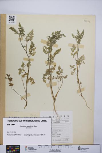 Anthriscus caucalis [Espécimen: UCH:SQF:0012004]