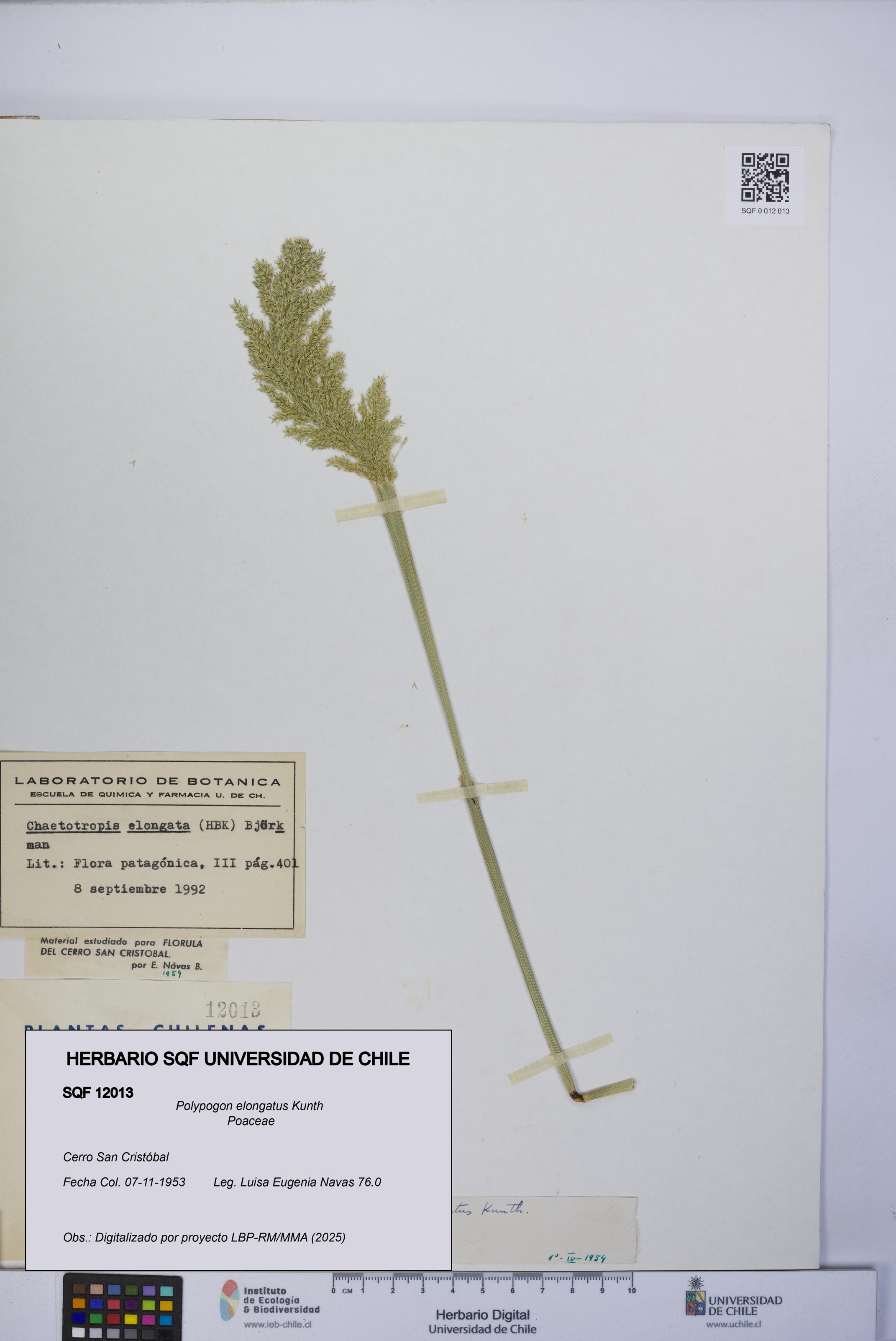 Polypogon elongatus [Espécimen: UCH:SQF:0012013]