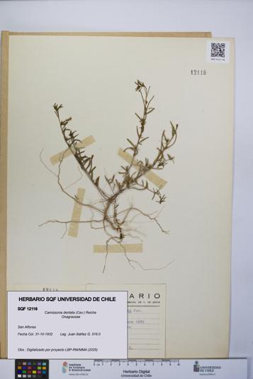 Camissonia dentata [Espécimen: UCH:SQF:0012118]