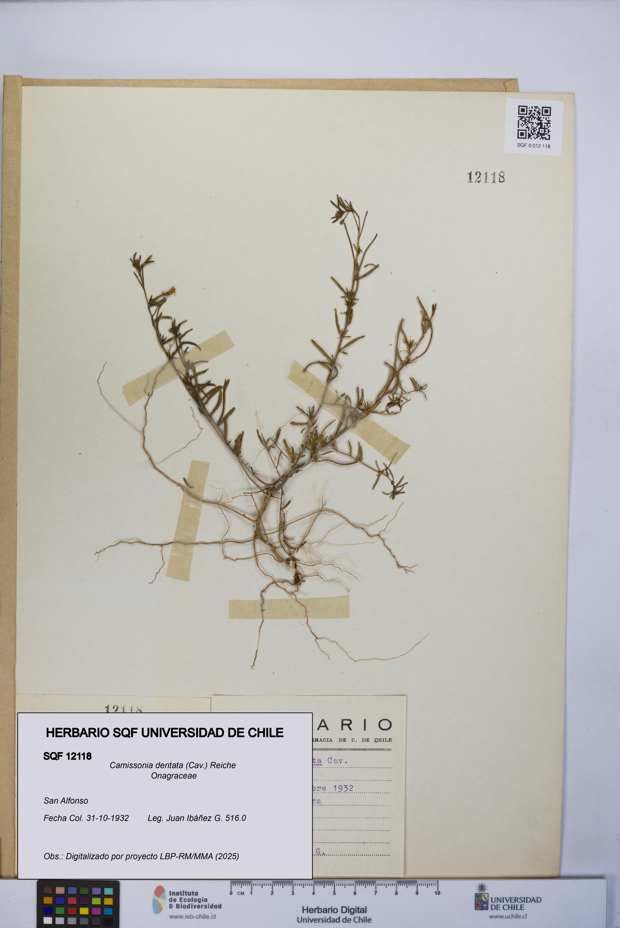 Camissonia dentata [Espécimen: UCH:SQF:0012118]