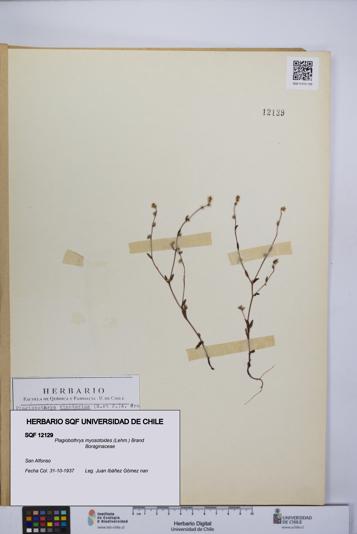 Plagiobothrys myosotoides [Espécimen: UCH:SQF:0012129]