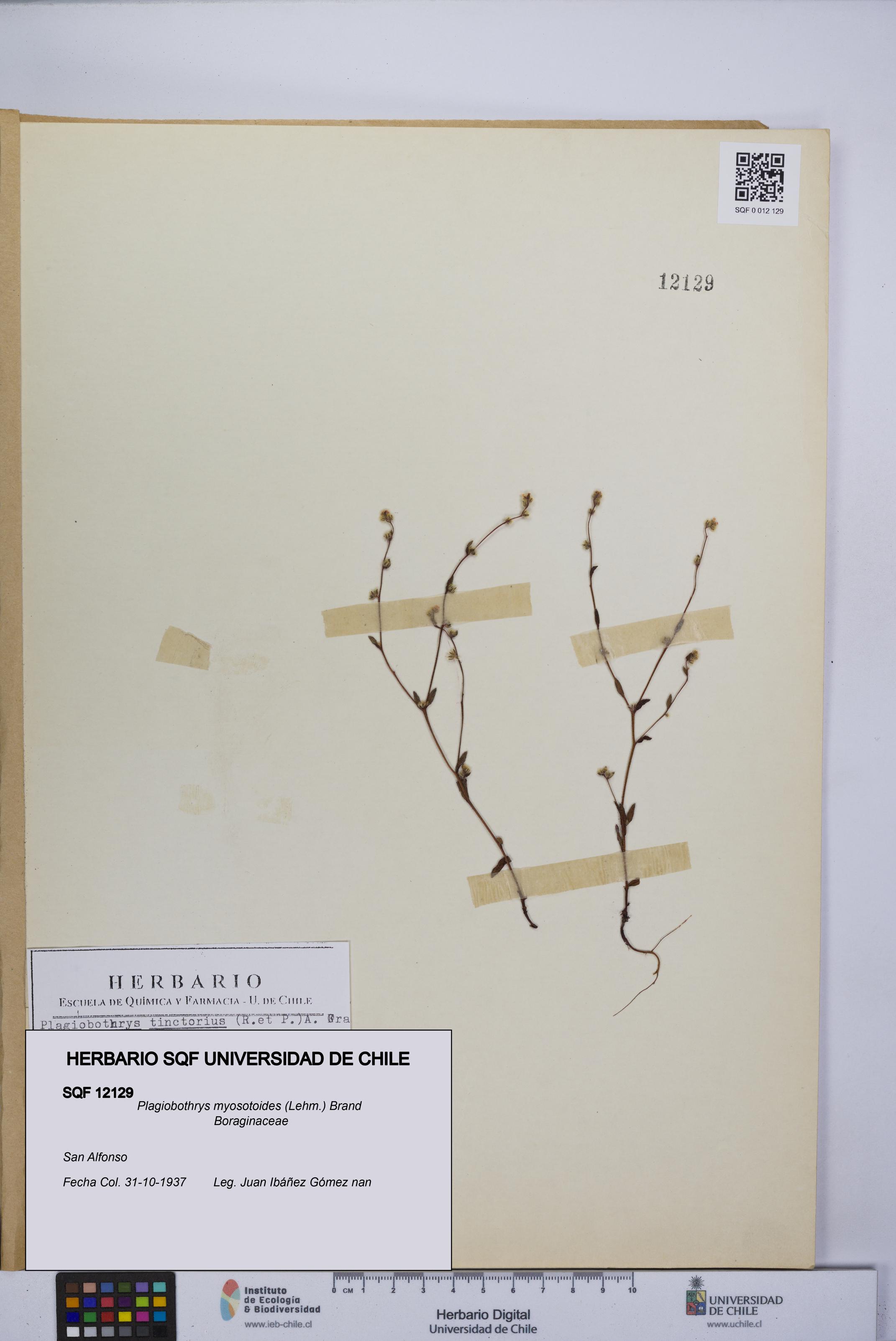 Plagiobothrys myosotoides [Espécimen: UCH:SQF:0012129]