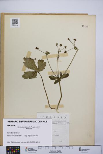 Sanicula crassicaulis [Espécimen: UCH:SQF:0012134]