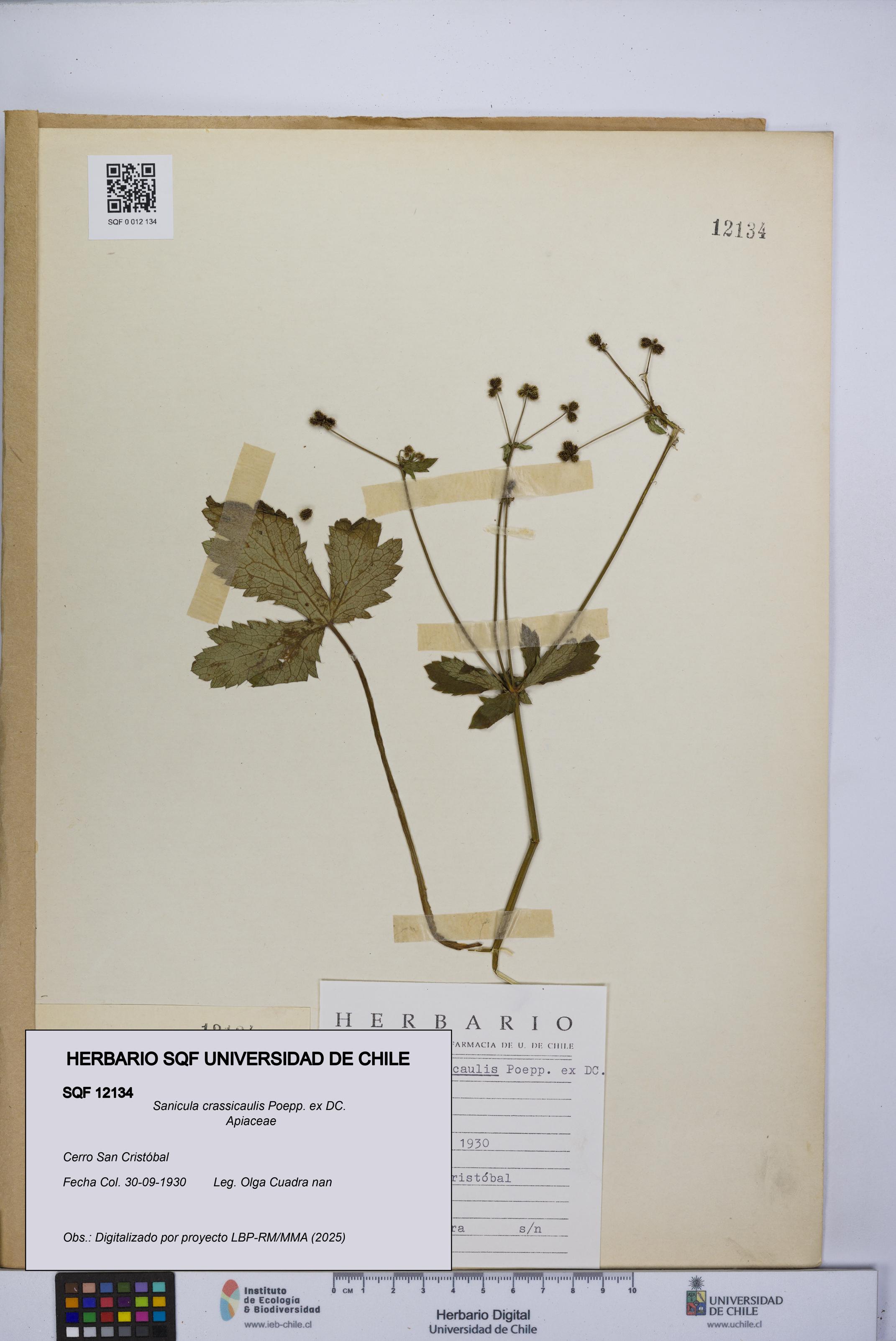 Sanicula crassicaulis [Espécimen: UCH:SQF:0012134]