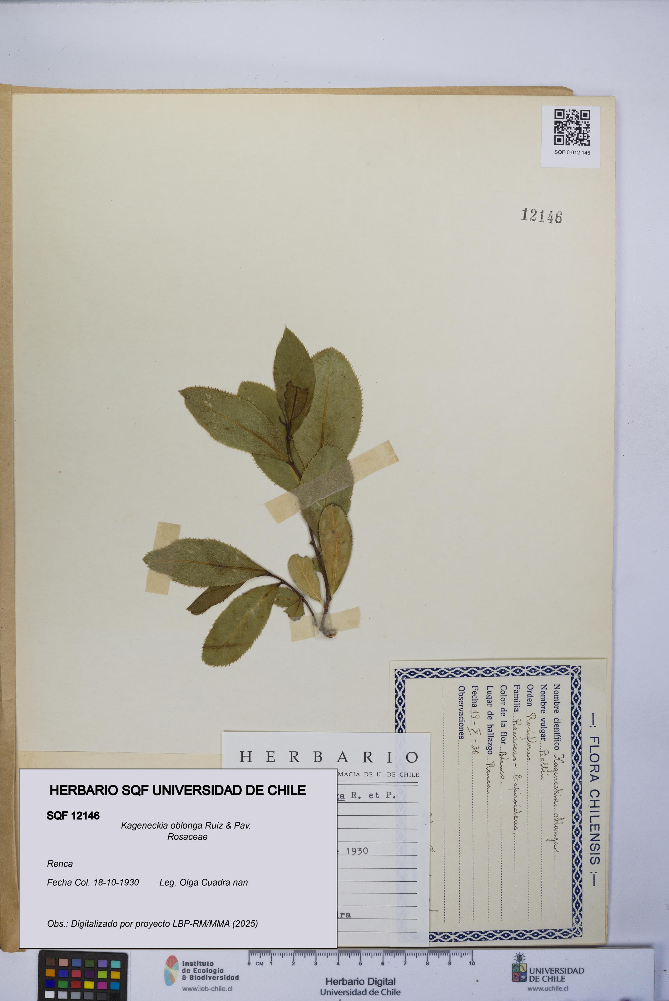 Kageneckia oblonga [Espécimen: UCH:SQF:0012146]