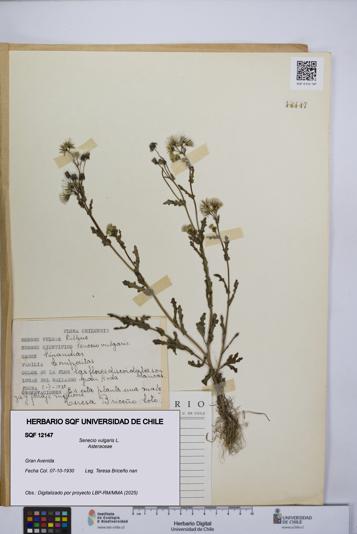 Senecio vulgaris [Espécimen: UCH:SQF:0012147]