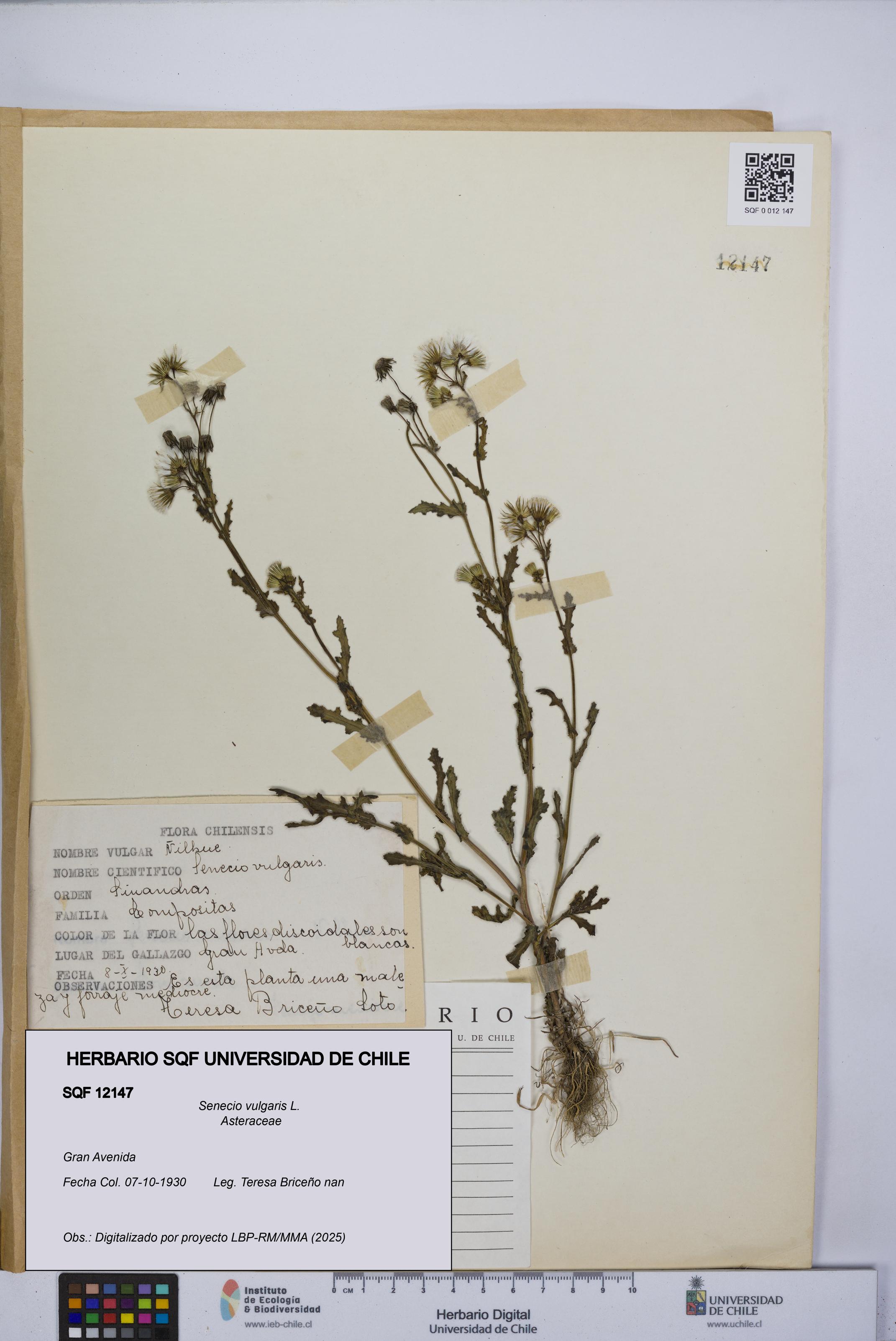 Senecio vulgaris [Espécimen: UCH:SQF:0012147]