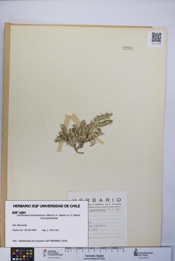 Cardionema ramosissimum [Espécimen: UCH:SQF:0012201]