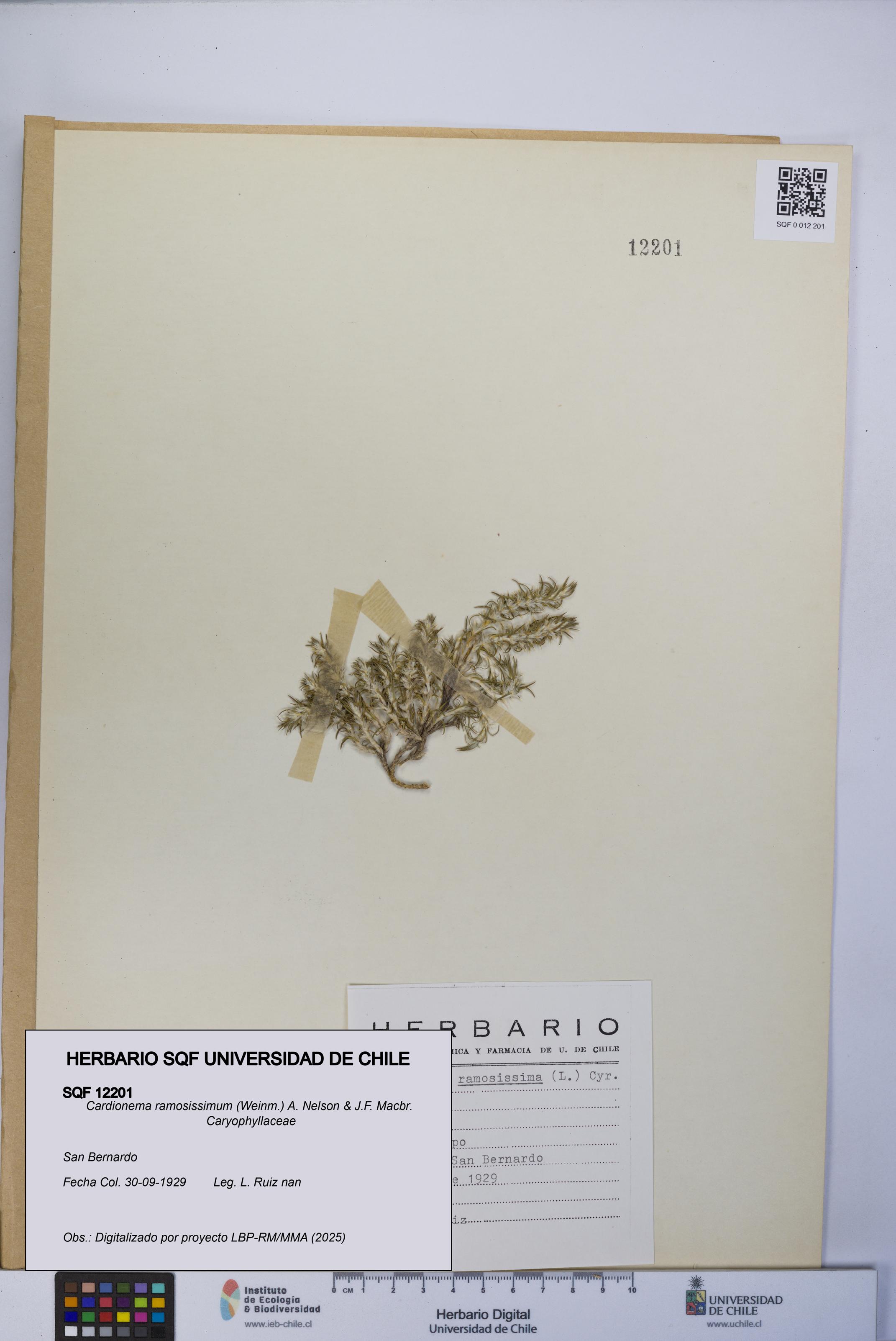 Cardionema ramosissimum [Espécimen: UCH:SQF:0012201]