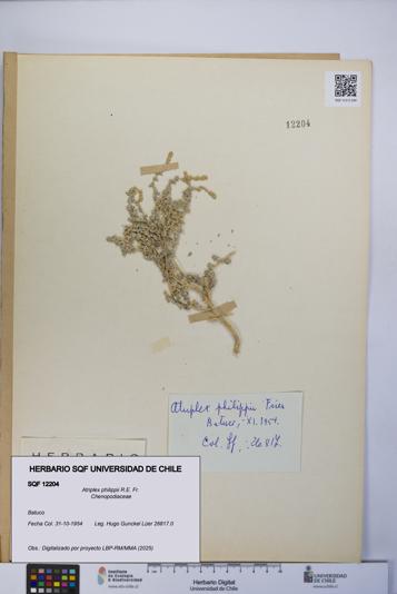 Atriplex philippii [Espécimen: UCH:SQF:0012204]