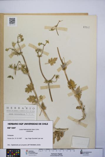 Loasa heterophylla [Espécimen: UCH:SQF:0012247]