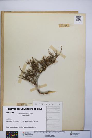 Ephedra chilensis [Espécimen: UCH:SQF:0012248]