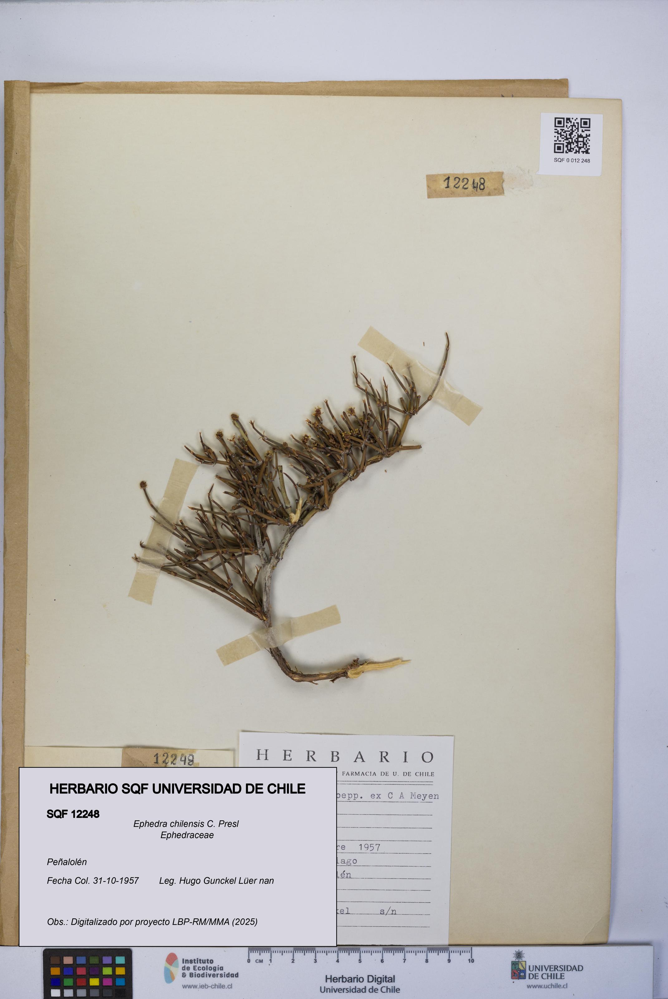 Ephedra chilensis [Espécimen: UCH:SQF:0012248]