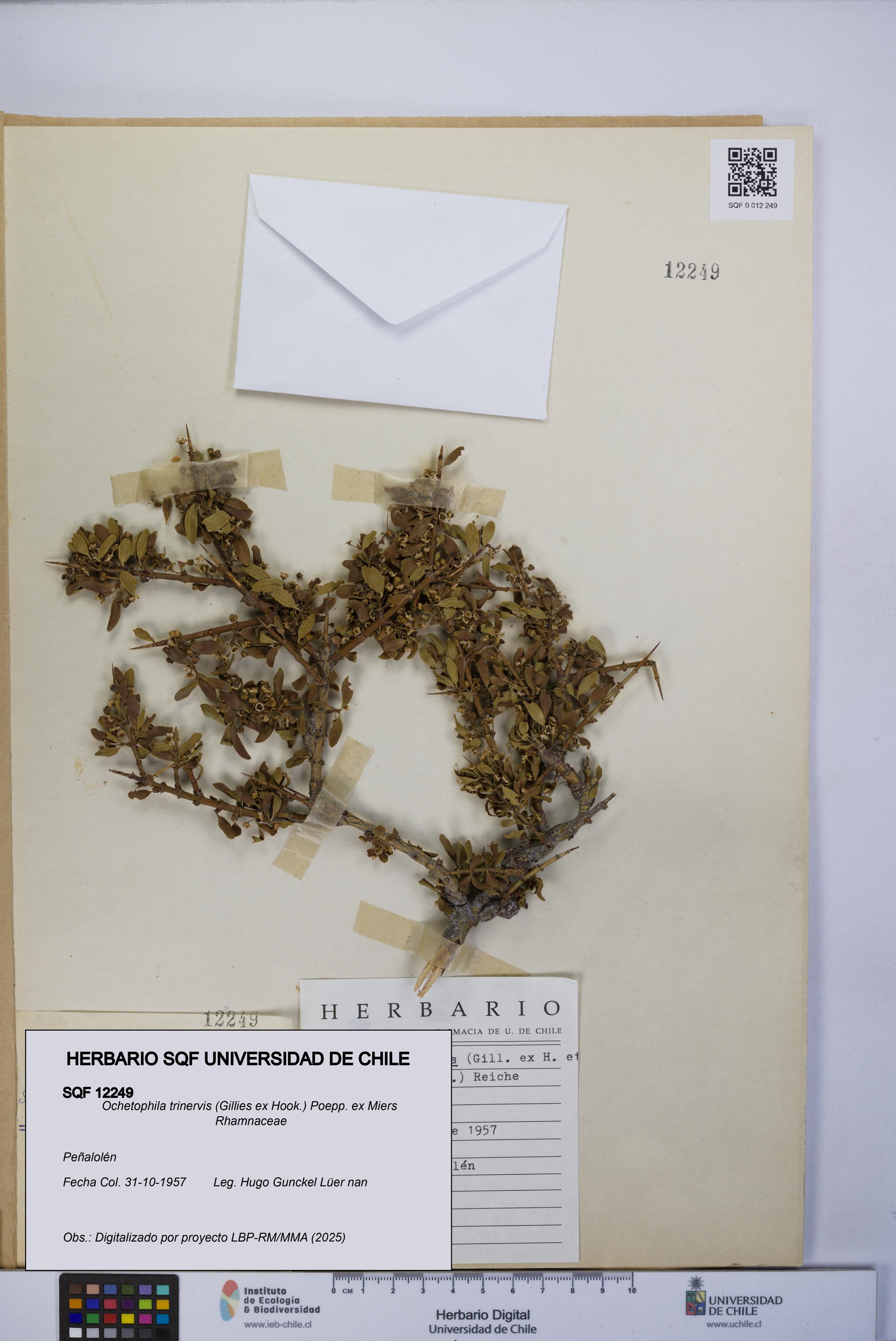 Ochetophila trinervis [Espécimen: UCH:SQF:0012249]