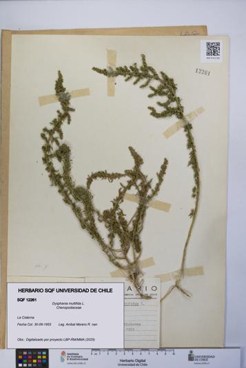 Dysphania multifida [Espécimen: UCH:SQF:0012261]