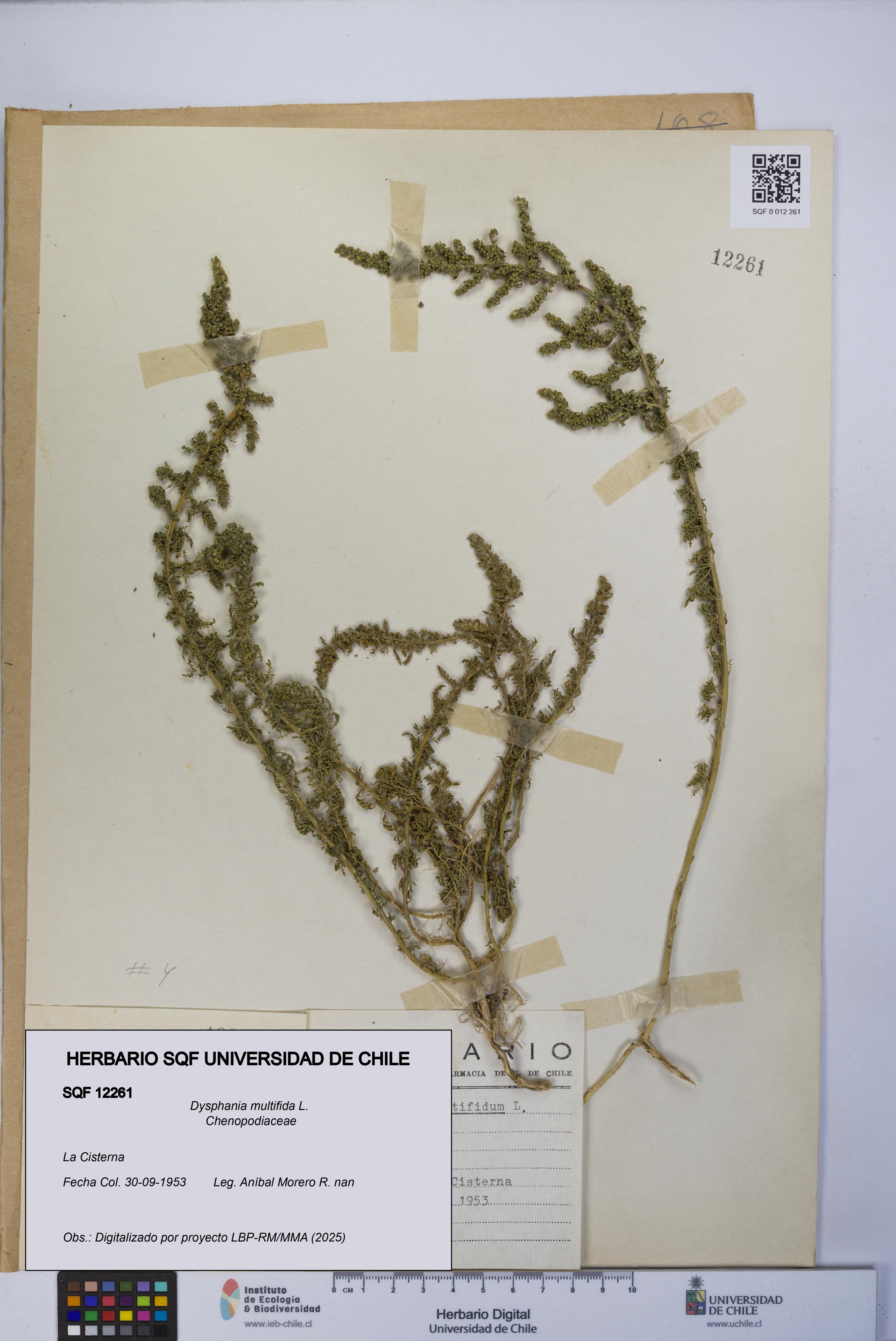 Dysphania multifida [Espécimen: UCH:SQF:0012261]