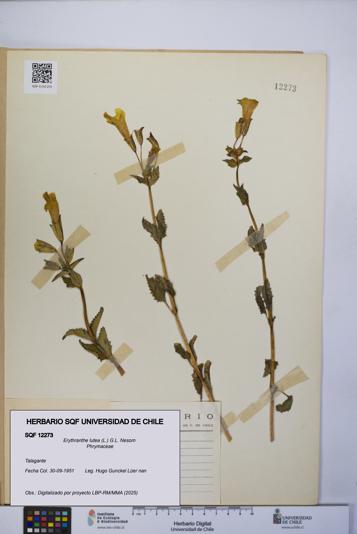Erythranthe lutea [Espécimen: UCH:SQF:0012273]