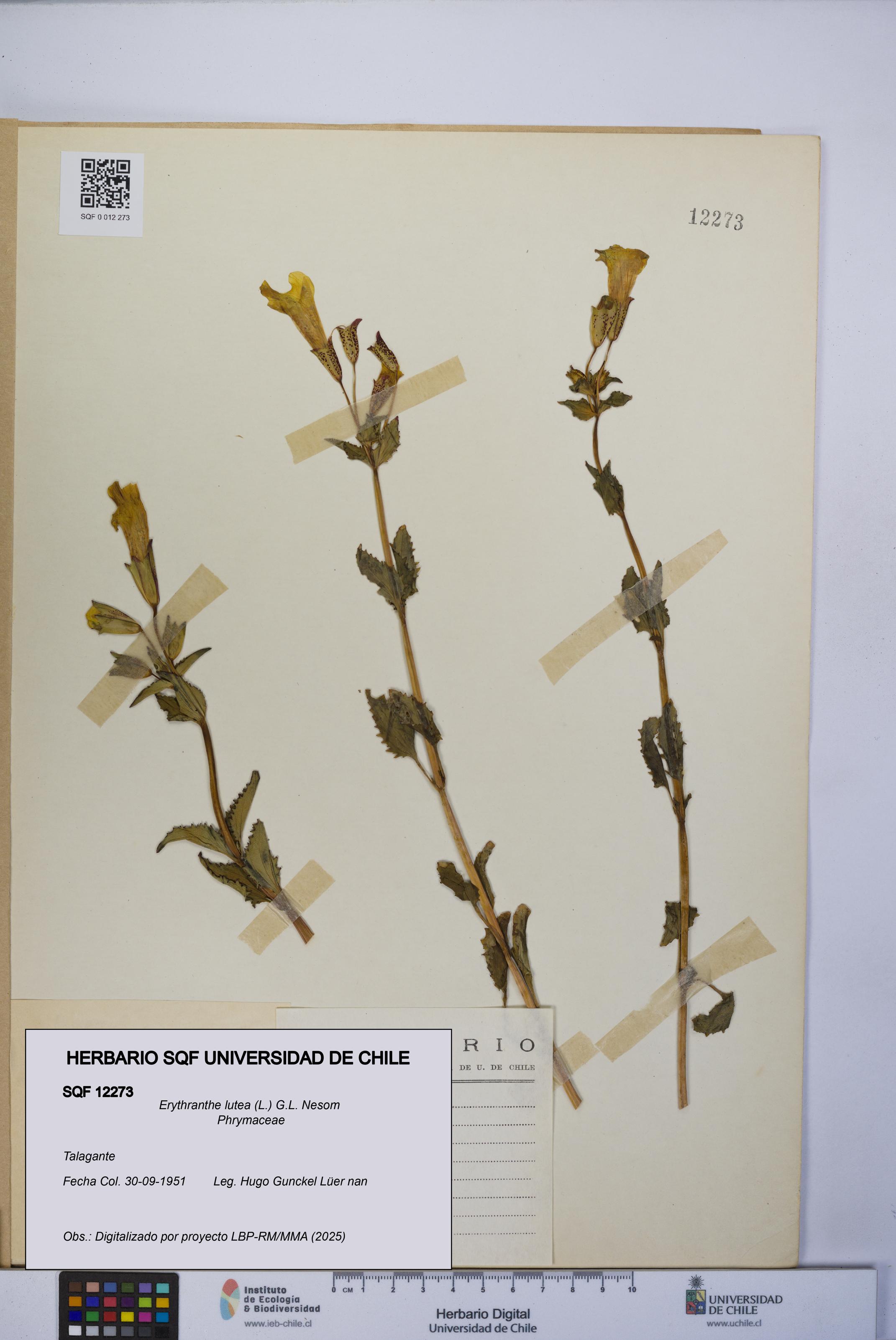 Erythranthe lutea [Espécimen: UCH:SQF:0012273]