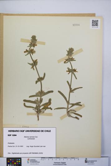 Stachys sericea [Espécimen: UCH:SQF:0012284]