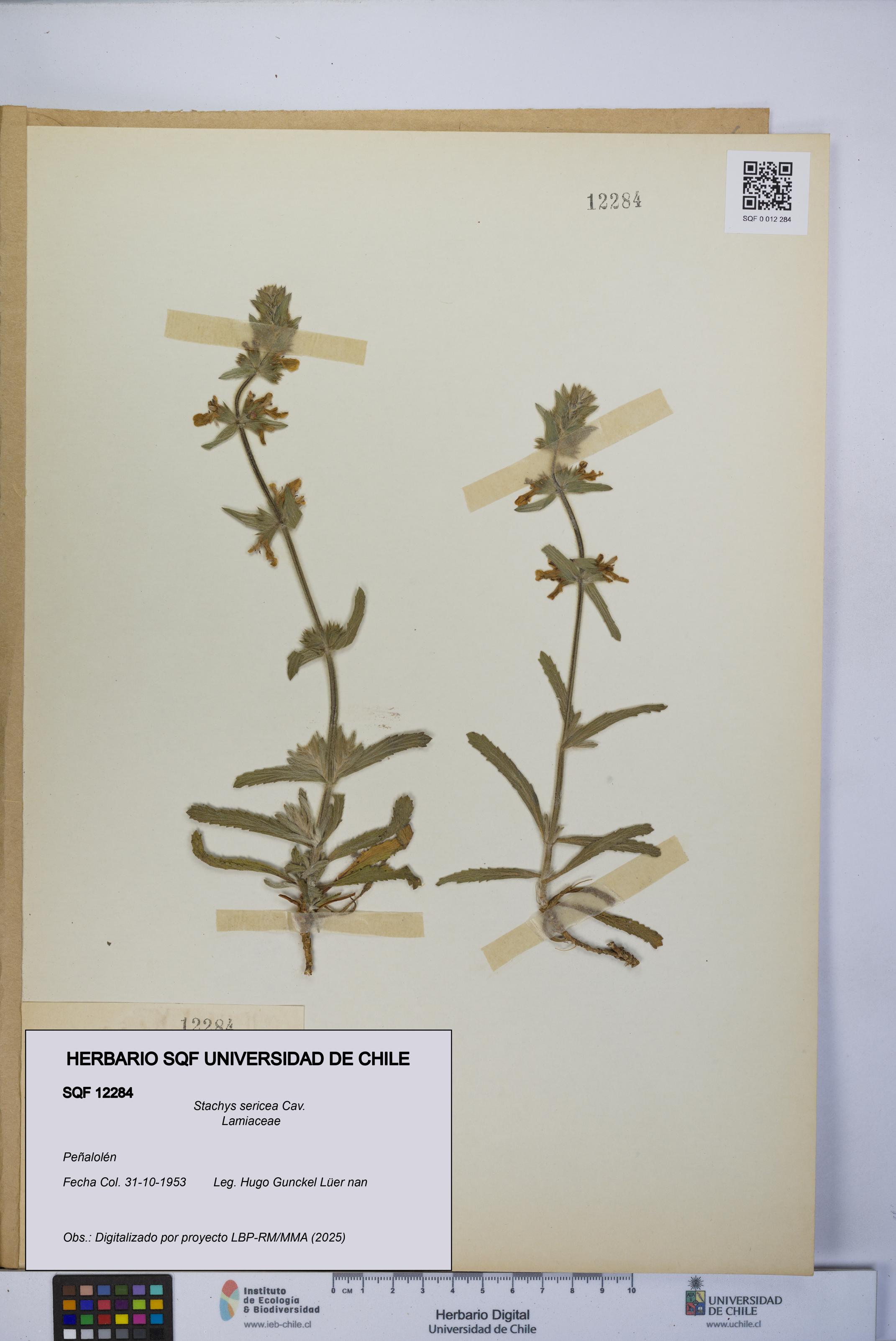 Stachys sericea [Espécimen: UCH:SQF:0012284]