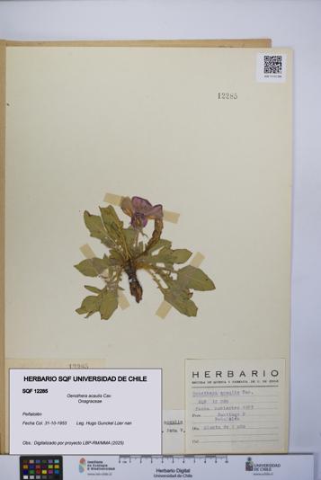 Oenothera acaulis [Espécimen: UCH:SQF:0012285]