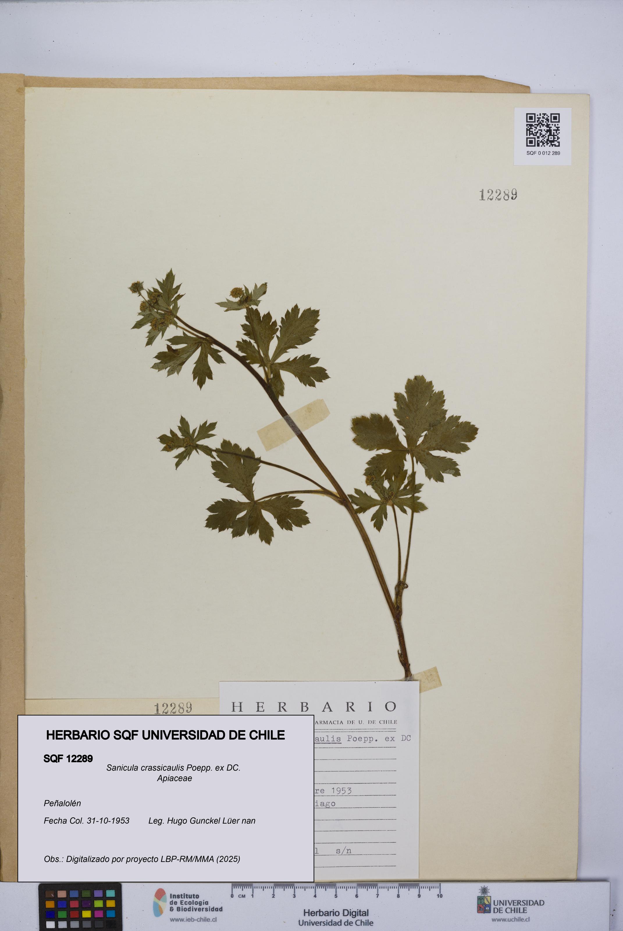 Sanicula crassicaulis [Espécimen: UCH:SQF:0012289]