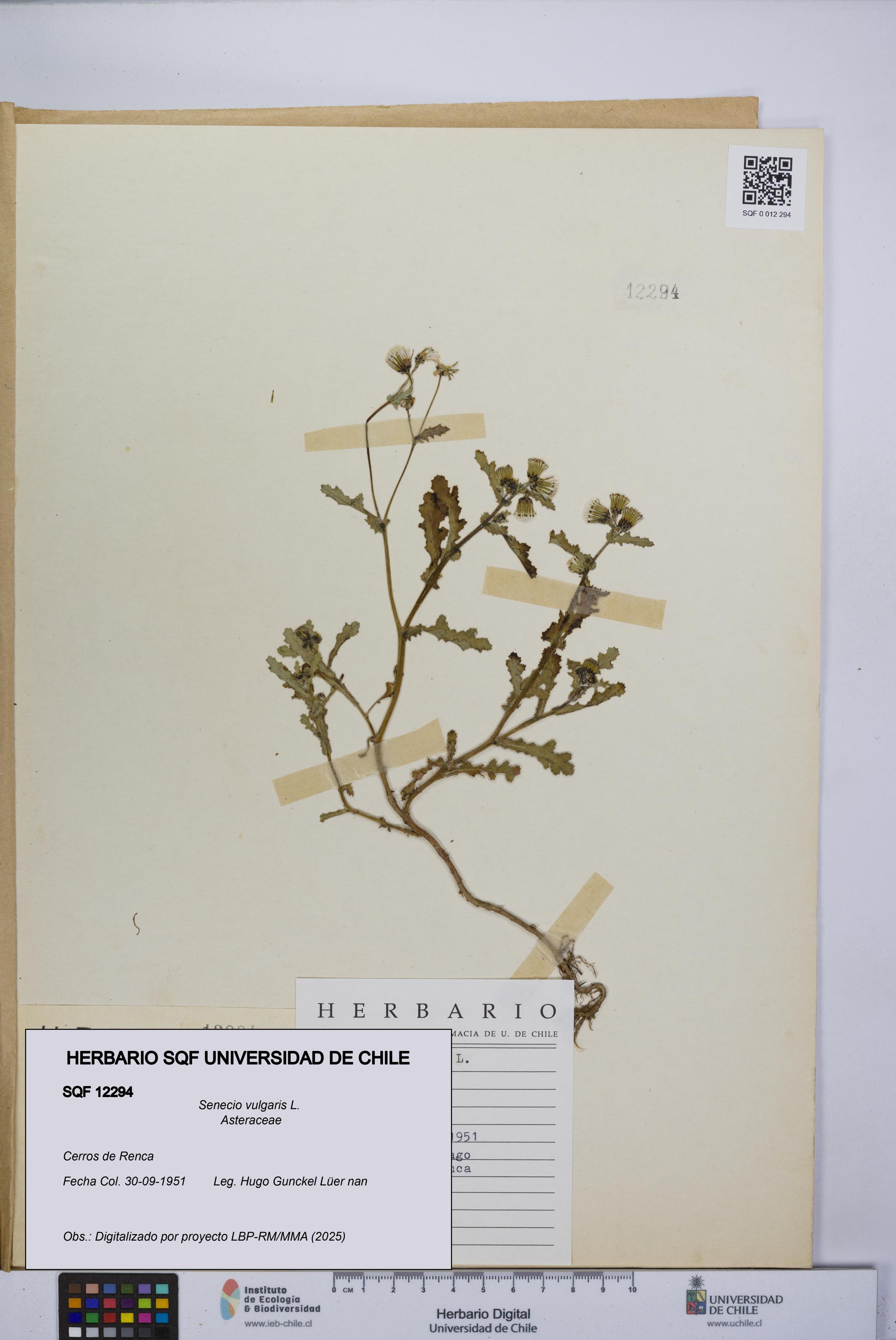 Senecio vulgaris [Espécimen: UCH:SQF:0012294]