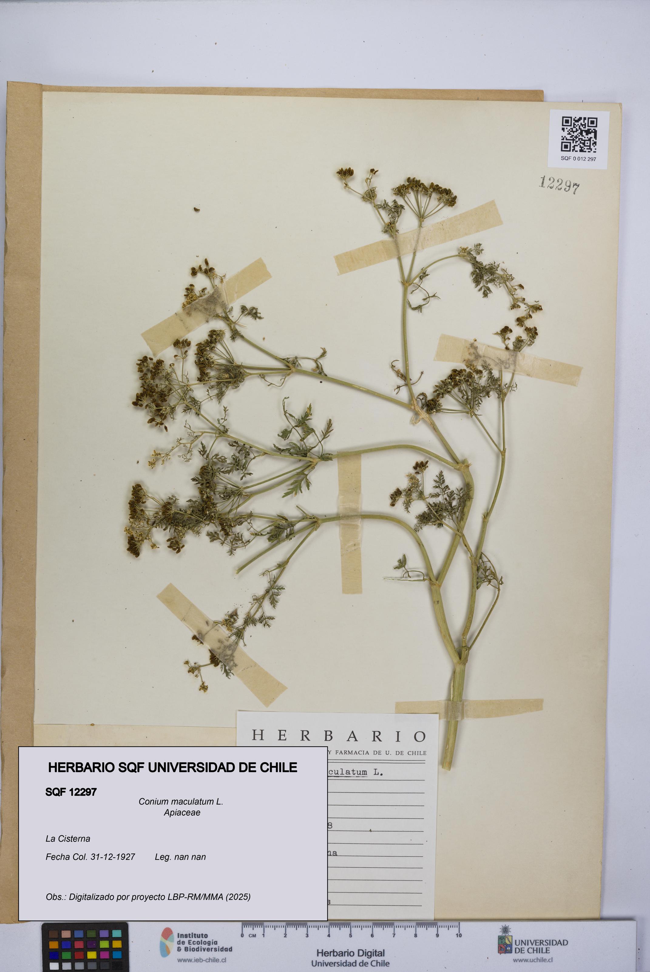 Conium maculatum [Espécimen: UCH:SQF:0012297]