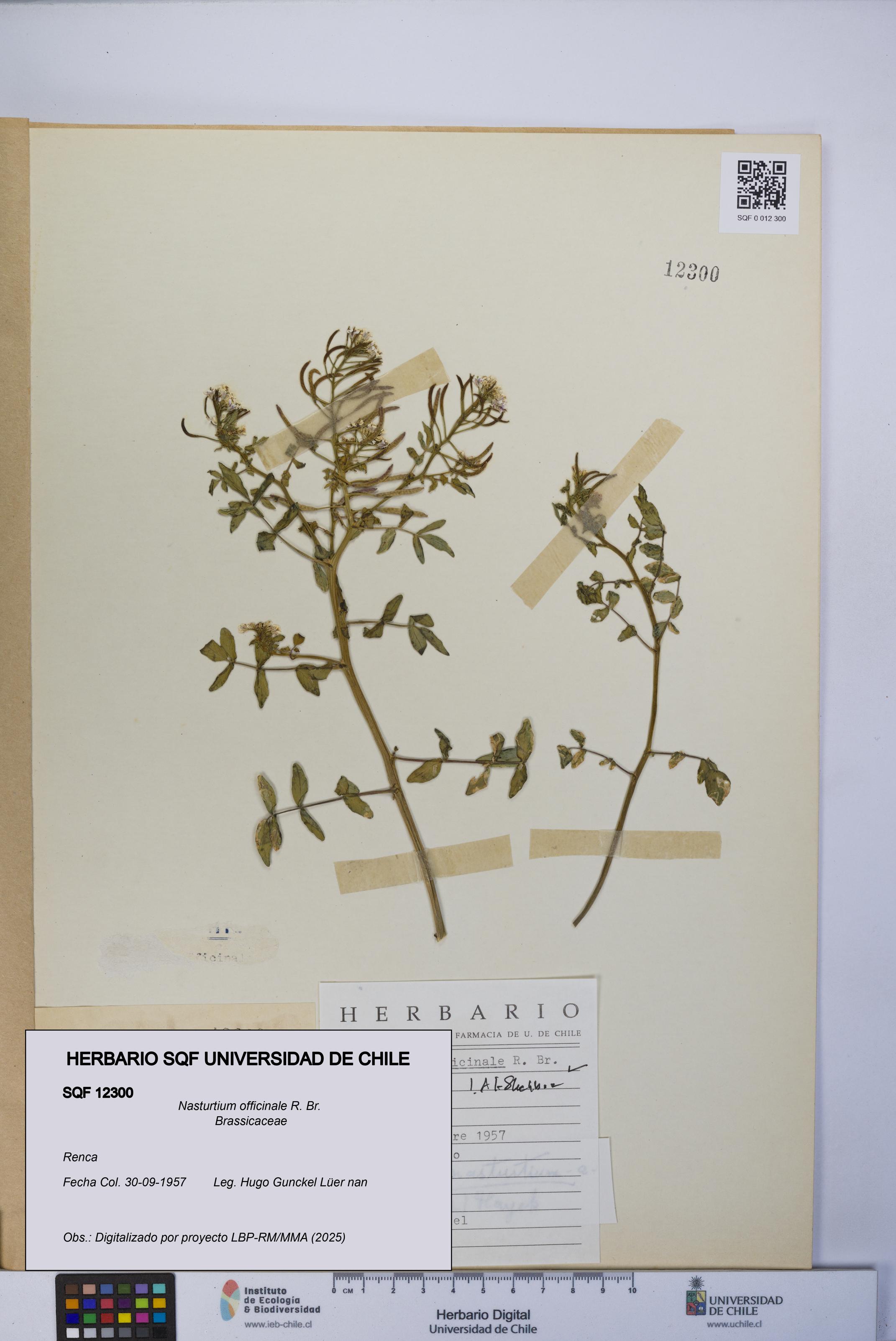 Nasturtium officinale [Espécimen: UCH:SQF:0012300]