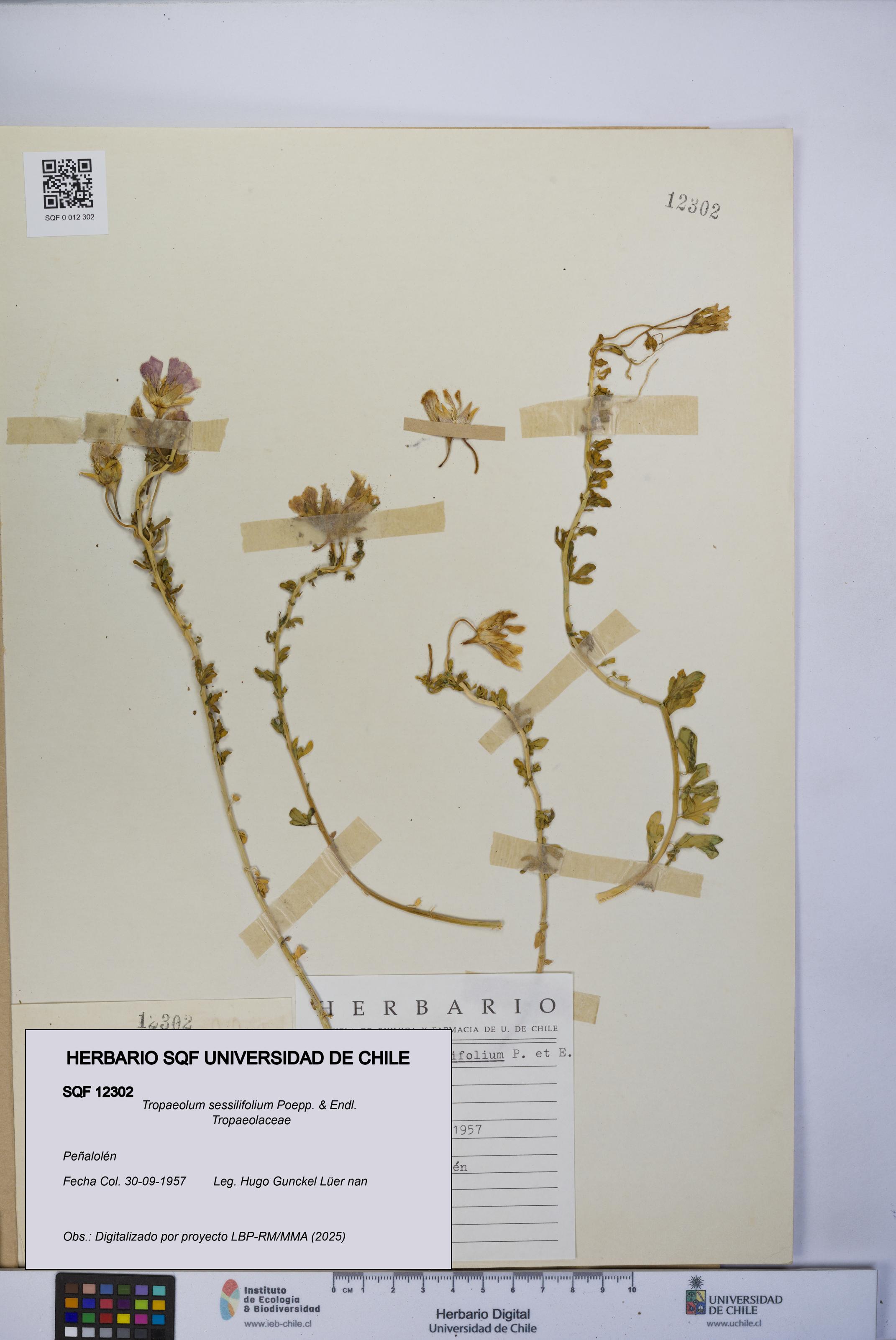 Tropaeolum sessilifolium [Espécimen: UCH:SQF:0012302]