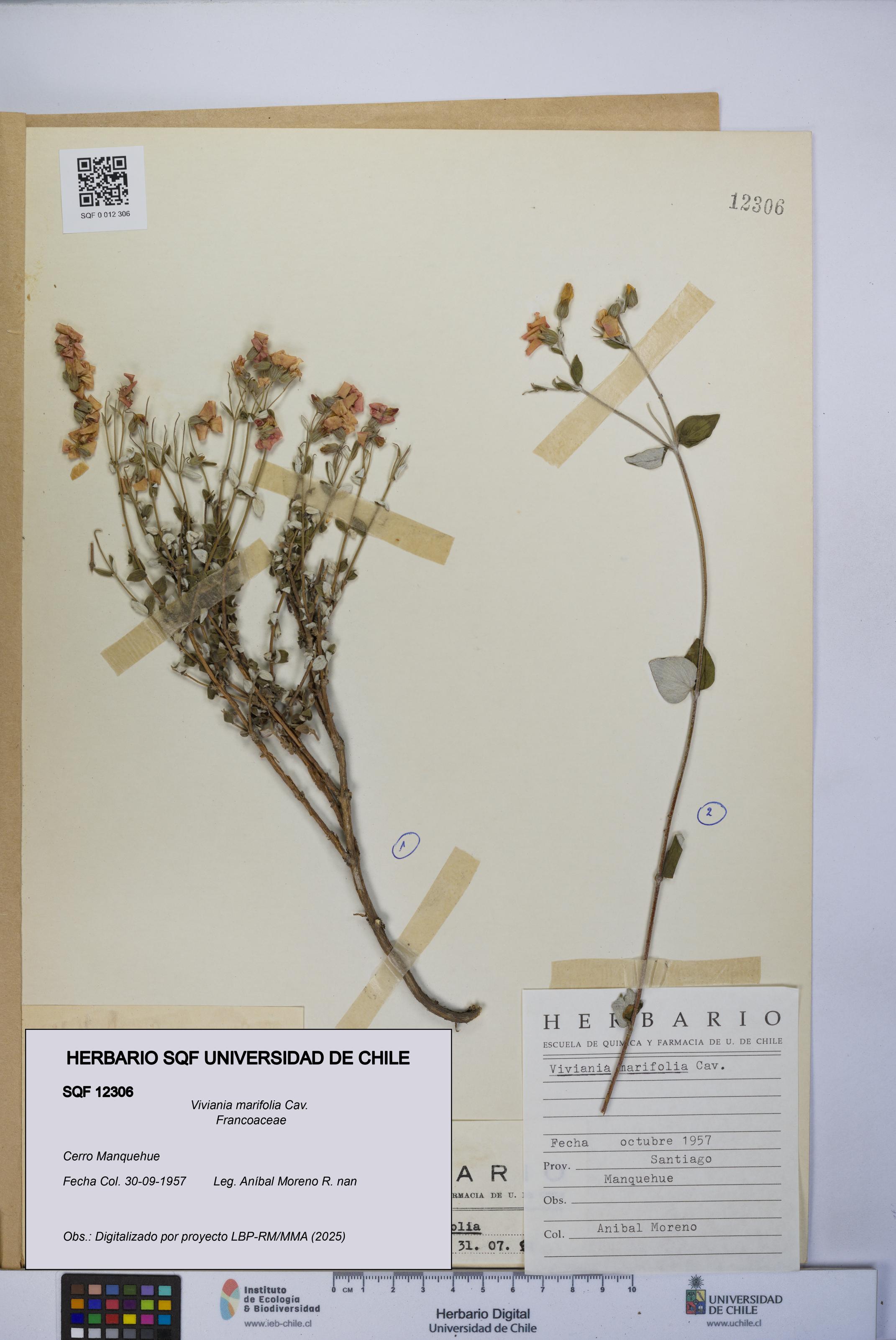 Viviania marifolia [Espécimen: UCH:SQF:0012306]