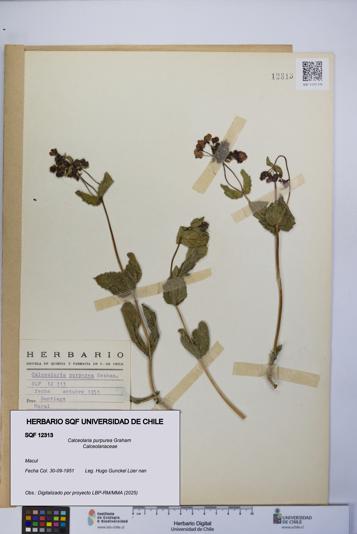 Calceolaria purpurea [Espécimen: UCH:SQF:0012313]