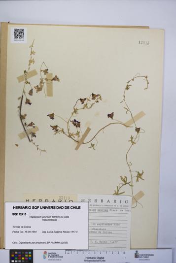 Tropaeolum azureum [Espécimen: UCH:SQF:0012413]