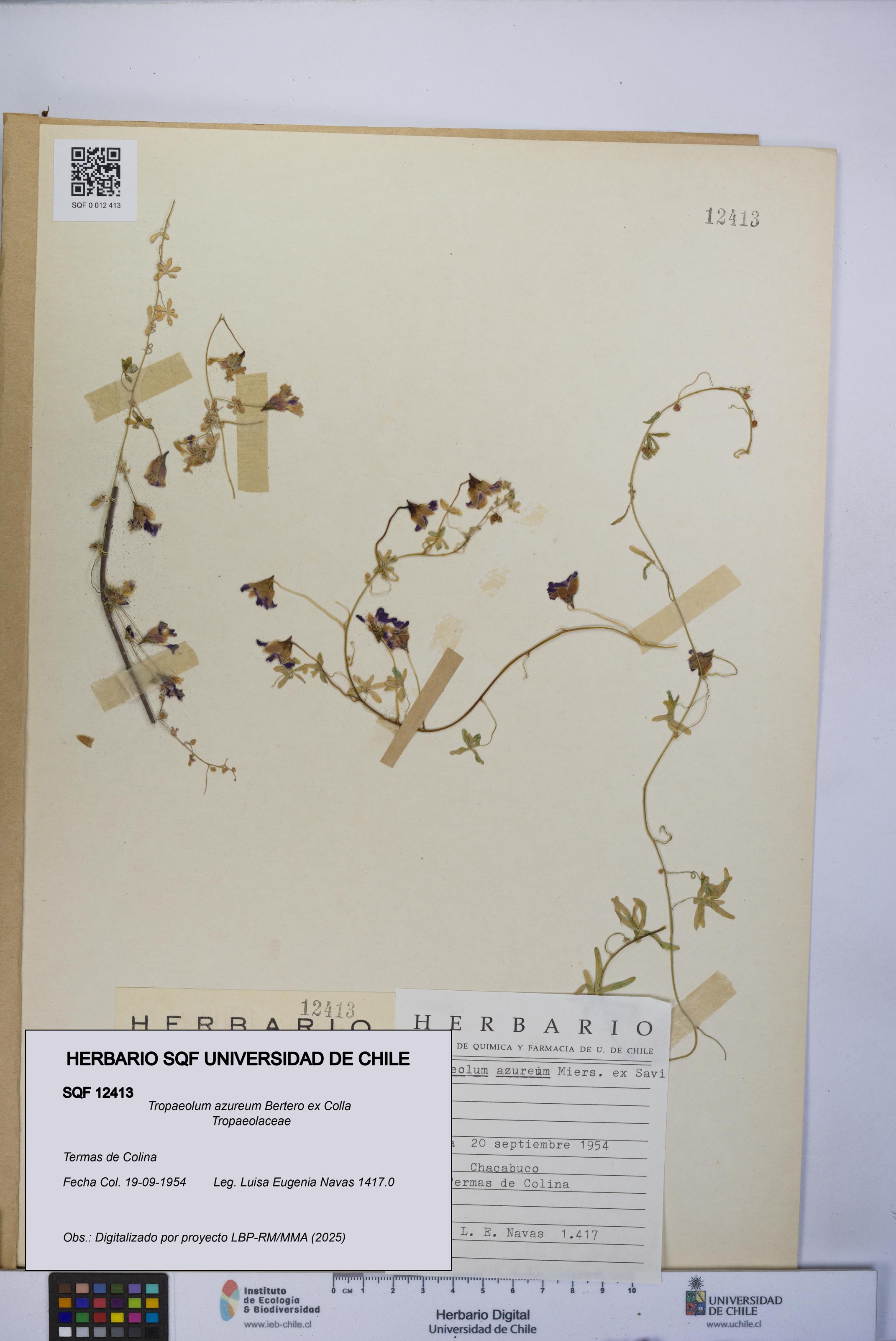 Tropaeolum azureum [Espécimen: UCH:SQF:0012413]