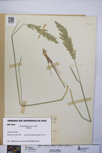 Poa bonariensis [Espécimen: UCH:SQF:0012414]