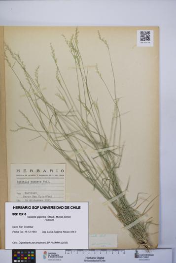 Nassella gigantea [Espécimen: UCH:SQF:0012416]